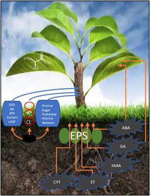 Research Progress in the Field of Microbial Mitigation of Drought Stress in Plants